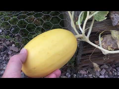 Harvesting Ripe Spaghetti Squash