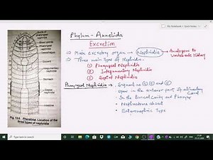 Excretion in Annelida| Excretory System of Pheretima |Phylum Annelida| Zoology Lecture by Dr RK Sir
