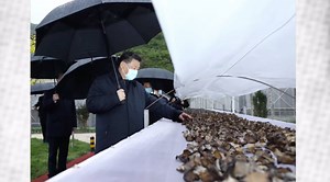 Villagers in Zhashui County, northwest China's Shaanxi Province, have become better off by developing wood ear related industry. Chinese President Xi Jinping applauds the role of the small black fungus in poverty reduction as "small fungus, big industry." #XiJinping | China Xinhua News