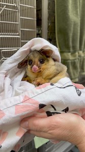 Possum magic ✨ This Brushtail Possum joey recently came into our Taronga Wildlife Hospital after it was found by a member of the public. The joey was assessed by our expert hospital team and given the green tick for optimal health. As a joey requiring round-the-clock care, it is now being looked after by a carer ✅💖 It's during this time of year when the weather warms up that our Wildlife Hospital vets and vet nurses see an increase in wildlife cases. During the Spring breeding season and during