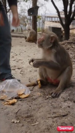 Don’t steal his snacks! 😂🐒