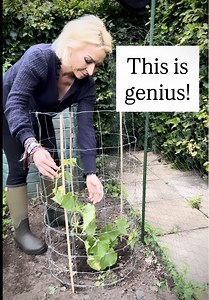 Low-Cost Brilliant DIY Plant Support Ideas