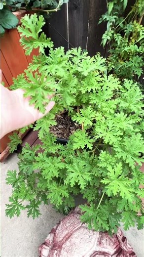 Citronella Plant (Zone 10A) #gardening #garden #plants