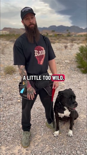 Your Dog’s Shake Means WAY More Than You Think 🐶 #dogshorts #dogbehavior #dogtraining #puppy