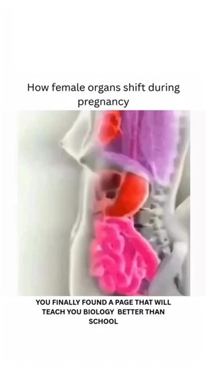 Explain everything on Instagram: "During pregnancy, a woman’s internal organs do not change their function, but they gradually shift position to make space for the growing uterus. In the early weeks, the uterus is small and remains inside the pelvis, so organ movement is minimal. As pregnancy progresses, the uterus expands upward and outward, becoming the largest and strongest organ in the abdomen. This expansion gently pushes nearby organs out of their usual place. The intestines are pushed upw