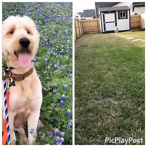 7.3K views · 162 reactions | UPDATE: SIMON HAS FOUND HIS FOREVER HOME! Simon-TX, an approximately 2 year old doodle, is available for adoption. He is in a foster home in Austin. To learn more about sweet Simon, see his listing here: https://www.petfinder.com/dog/simon-tx-41356596/tx/austin/idog-rescue-inc-tx1224/ | IDOG Rescue - Labradoodle & Goldendoodle Rescue | Facebook