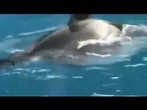 the whale #Giving Birth#