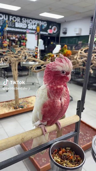 Lutino Galah Cockatoos for Adoption