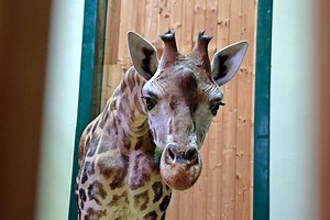 Ewa uczy się polskiego. Żyrafa z Austrii aklimatyzuje się w gdańskim zoo