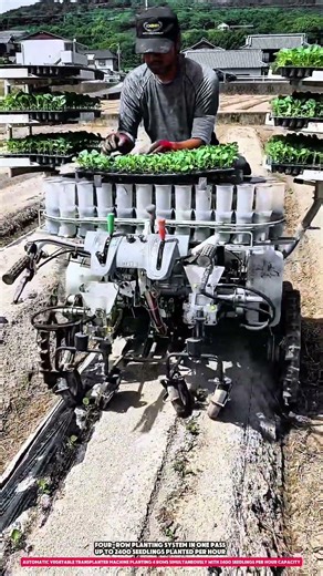 Automatic Vegetable Transplanter Machine Planting 4 Rows Simultaneously with 2400 Seedlings