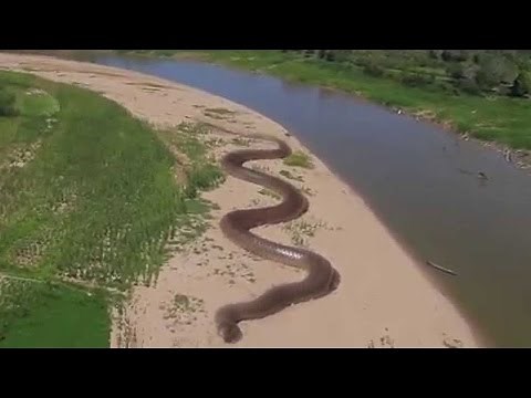 Giant Anaconda Found In Amazon River - World's Largest Snake (Hoax Or Not?)