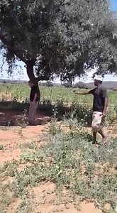 31K views · 187 reactions | Southern African Python / thlware from Kumakwane : Yesterday was a busy day , big brown house Snake at Mokolodi 1 , Small Python at Mochudi and a Rock Monitor in Phase 4 . This Video is from Kumakwane last week taken by one of the residents. Sometimes the Snakes go into the bucket themselves.....not this one.....Sean@SRG | Snake Relocation Gaborone | Facebook