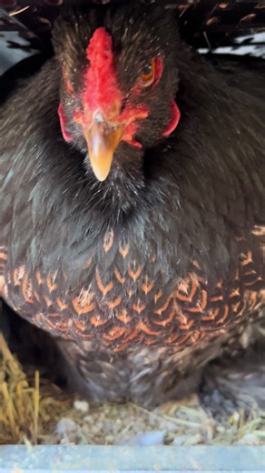 Exciting Moment: Brahma Hen Laying an Egg
