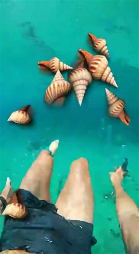 Waterslide into pool full of giant fish #funny #memes