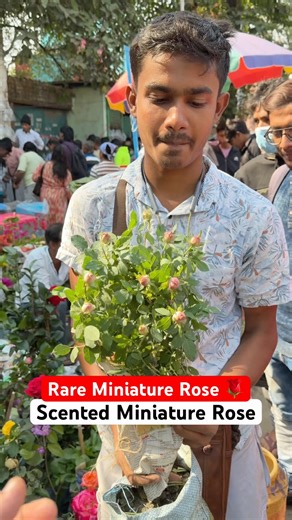Scented Mini Rose Blooms?!😱 First Time Finding This at Galiffstreet Plant Market Baghbazar #shorts