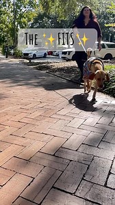 2K views · 37 reactions | The dogs are out here throwing ✨FITS✨ at Wag-O-Ween Savannah Come out today to see us from 12-5pm today. ️ Sunday, 10/26 Orleans square, Savannah, Ga ⏰ 12pm-5pm #twoblackdogsfoundation #wagoween #spayandneuter #animalwelfare #fosterdog | Two Black Dogs Foundation | Facebook