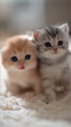 ศึกงุ้งงิ้งวัยอนุบาล 🤣