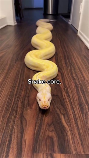 Pure snake energy 🐍 #snake #reptile #python #petportrait #EvolisStudio