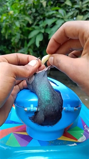 Garlic: A Simple Addition to Your Pigeon Care Routine 🧄 #pigeon #birds #naturalcare