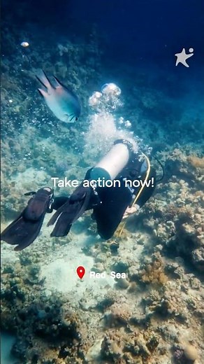 Fly to the Red Sea ✈️🌊 Scuba Diving Coral Reefs and Egypt Holiday with Corendon Airlines