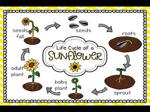 Life Cycle of Sunflower Interactive Notebook - Science for Kids | ‪@PrimaryWorld‬