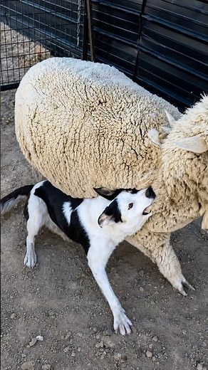 Why Did This Border Collie Grab a Sheep?