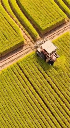 Built to Harvest #DIYMachinery #RuralInnovation #FarmEngineering #AgriculturalTech #RiceFarming