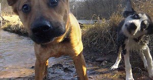 Humans domesticated wolves twice