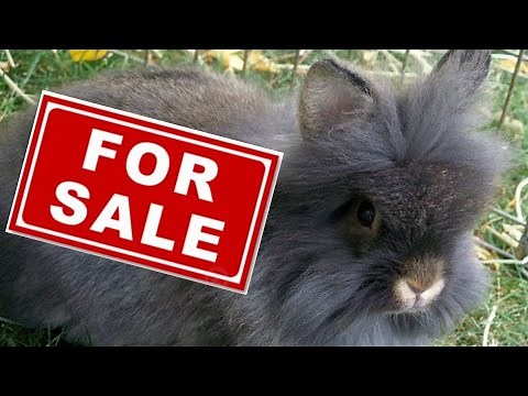 lionhead rabbit for sale
