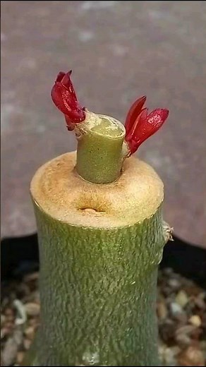 Adenium Single Grafting Technique | desert rose plant #grafting #Adenium #plants #desertrose
