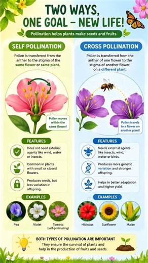 Self and Cross Pollination in Plants. 🌺