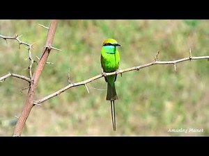 Blue Cheeked Bee -eater flight call
