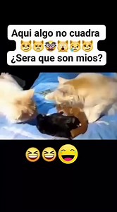 21K reactions · 2.9K shares | Y El Negrito Es El Único Tuyo jajajaja @destacar | Ulises Gongora | Facebook