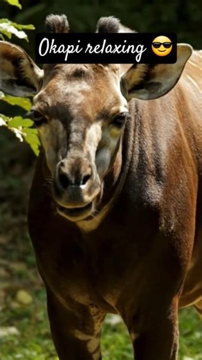 different sounds of animals 😎#trendingshorts #animals #okapi #relaxing #viral