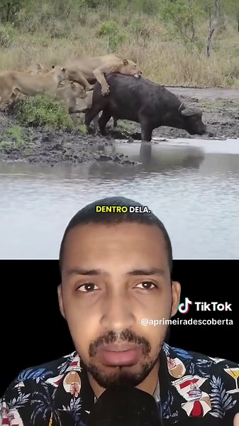 Leões em Ação: Caçada a um Búfalo Gigante
