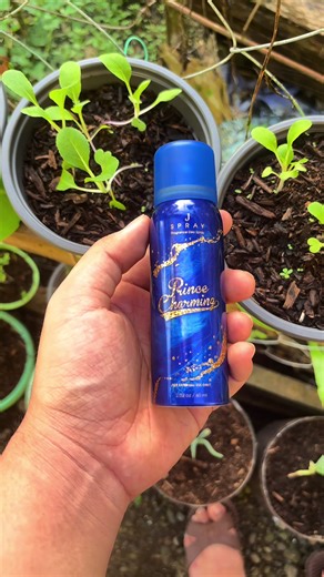 Essential Tips for Choosing the Right Perfume