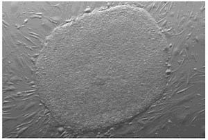 What are embryonic stem cells & where do they come from? - The Niche