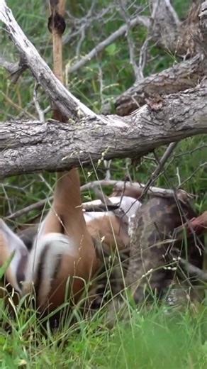 12K views · 3.4K reactions | A Miracle in the Wild! 歷 An antelope's incredible escape!  Witness the jaw-dropping moment an antelope breaks free from a python's deadly coils!  Rare wildlife encounter!  #WildlifeWonders #SnakeEscape #AntelopeAdventures #PythonPredator #WildlifeSights #NatureLovers #RareMoments #SafariSurprises #WildlifeEncounters | KUBWA FIVE Safaris | Facebook