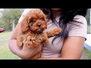 Cuteness Overload! first 24 hours with our new cavapoo puppy