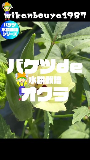 夏の大人気野菜オクラをバケツで育てる方法と収穫のコツ