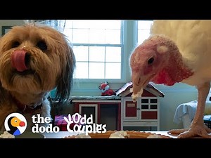 Turkey Can't Stand To Be Away From Her Dog Best Friend | The Dodo Odd Couples