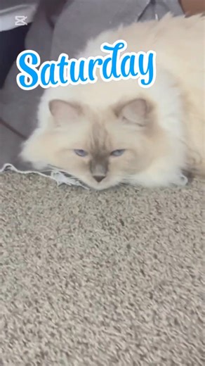 Seven Days, Seven Naps #cat #catshorts #kitty