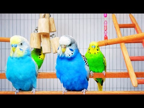 Happy Budgies Chirping 🦜 | Cute Colorful Parakeets Sounds for Birds