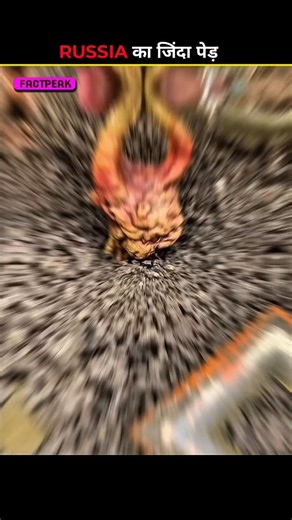 Harry Potter's Crying Plant is REAL? 🤯 Mandrake Root Truth । #shorts