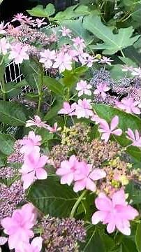 あじさい剪定で花増える🍀切るだけで、来年が変わります