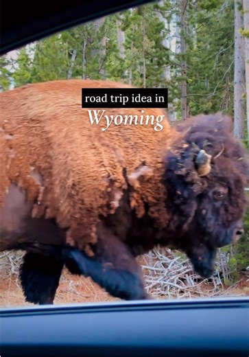 1 week road trip idea in Wyoming ⛰️ Airport: fly into Jackson Hole Airport and stay in Jackson. I stayed at The Lodge at Jackson Hole and went to a steakhouse “Gun Barrel” right next to the hotel. Places to visit in Yellowstone 🌋: Hayden Valley, Yellowstone Lake, West Thumb, Old Faithful, Upper Geyser Basin Trail, Mammoth Hot Springs, Lamar Valley, Brink of Lower Falls, Lookout Point, Grand Prismatic Spring, Grand Prismatic Spring Overlook Trail. Places to visit in Grand Teton ⛰️: Jackson Lake,