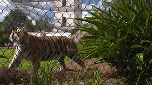 99K views · 672 reactions | Mike the Tiger, Phil’s Oyster Bar, The Bulldog, and so much more. Head to Baton Rouge for an authentic SEC experience. (Shell Rotella) | SEC on CBS | Facebook