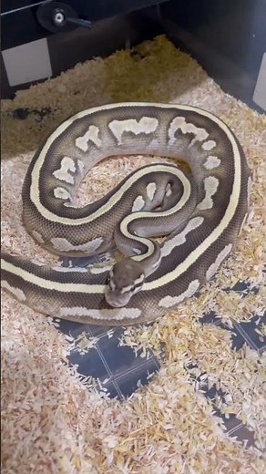 Mahogany mojave fire yb🖤 #dewdugdui #ballpythonthailand #ballpythonbreeding #ballpythonmorphs