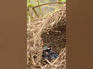 Babies wild grown Bird life EP041 nestegg egglaying satisfying nestling birds babybird baby
