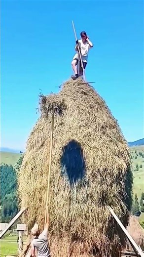 Cooperative stacking process of freshly harvested hay